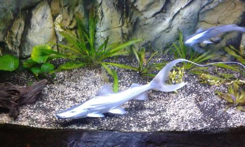 Fish on the stone Foto stock