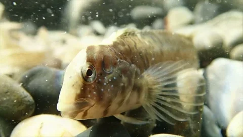 Fish in stones Stock Footage 72982412