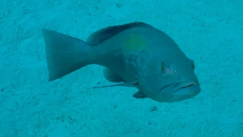 Fish Stops And Looks At The Camera Stock Footage 124087042