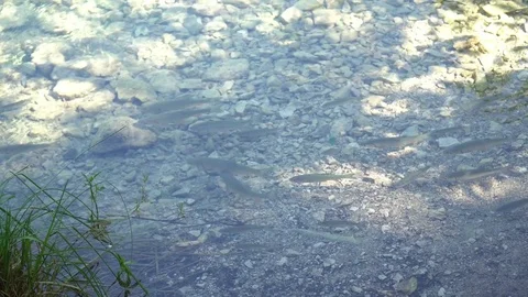 Fish in a stream Stock Footage 78775303