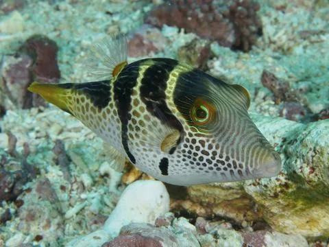 Fish with a stripe-like pattern, saddle point pufferfish (Canthigaster Stock Photos