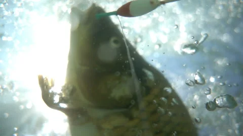 Fish Struggles Free From Bait Stock Footage 95774936