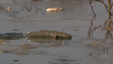Fish Struggling in Dry Pond Video stock 86628103