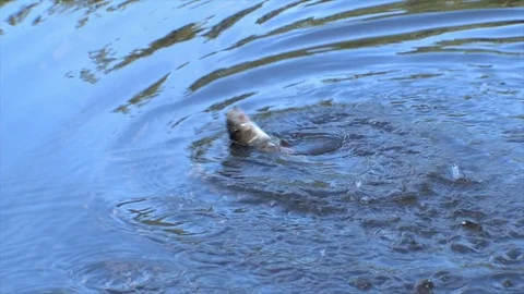 Fish struggling at the hook in a pond and being angled into the net Stock Footage 87201845