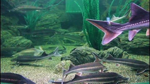 Fish of the sturgeon Stock Footage 289383187