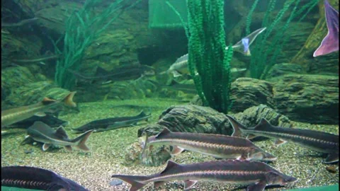 Fish of the sturgeon Stock Footage 289383188