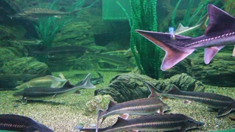 Fish of the sturgeon Stock Footage 289383228
