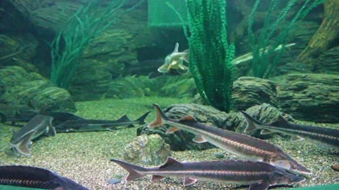 Fish of the sturgeon Stock Footage 289383235
