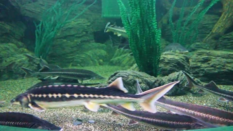 Fish of the sturgeon Stock Footage 289383252