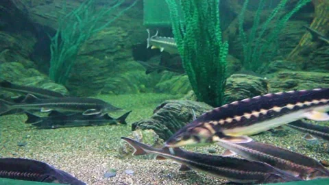 Fish of the sturgeon Stock Footage 289383262
