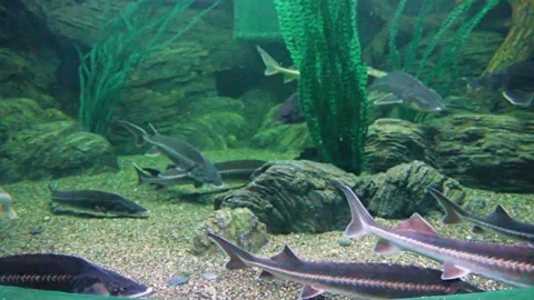 Fish of the sturgeon Stock Footage 289383283