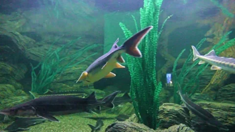 Fish of the sturgeon Stock Footage 289383322