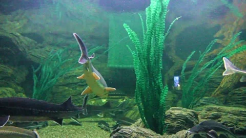Fish of the sturgeon Stock Footage 289383334