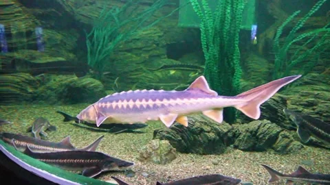 Fish of the sturgeon Stock Footage 289383355