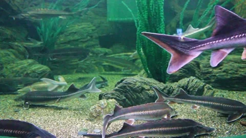 Fish of the sturgeon Stock Footage 289383373