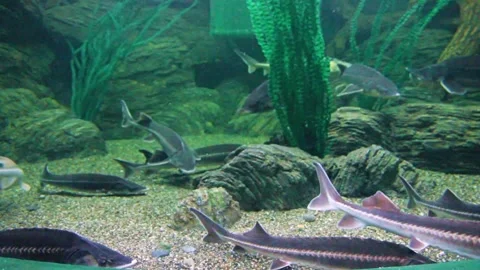 Fish of the sturgeon Stock Footage 289383408