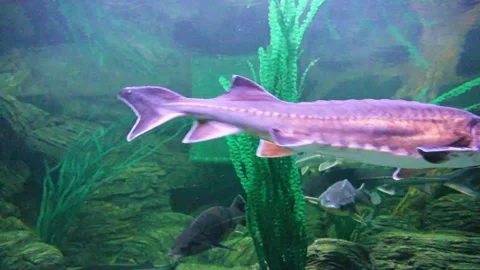 Fish of the sturgeon Stock Footage 289383415