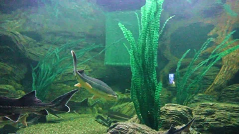 Fish of the sturgeon Stock Footage 289383434