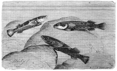 Fish sucker shield belly two spot sucker Lepadogaster bimaculatus Historic Stock-Illustration