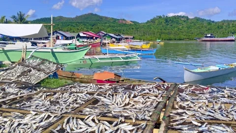 Fish Sun-Drying at Placer Port, Surigao Del Norte Stock Footage 299867063