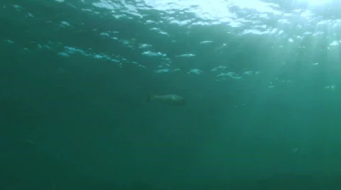 Fish in sunlight Stock Footage 452626