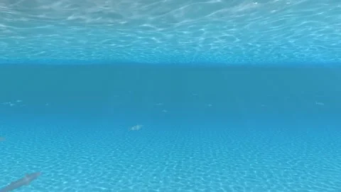 Fish Sunlight Stock Footage 265951819