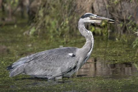 Fish supper Foto stock