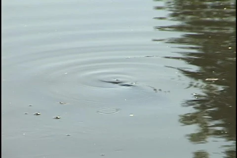 Fish At Surface  Stock Footage 297531