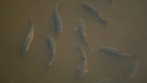 Fish on the surface of a lake in a park. Close-up. Fish in the pond. The abundan Video stock 114137601