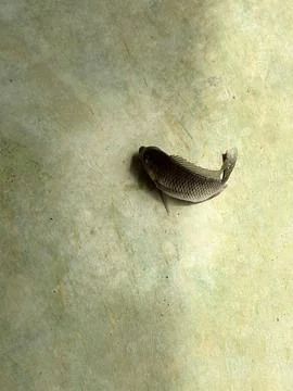 Fish on surface Stock Photos