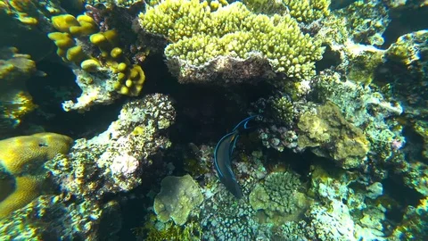 Fish surgeon and corals Stock Footage 83805378