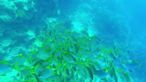 Fish Swallow monodactylus. large school of fish in the red sea Stock Footage 171419314