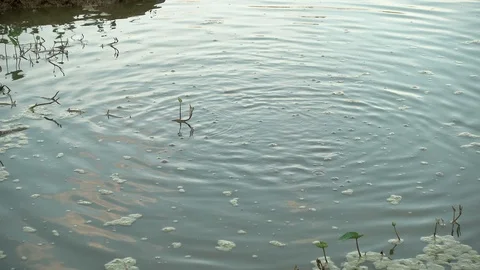 Fish in the swamp Stock Footage 100969690