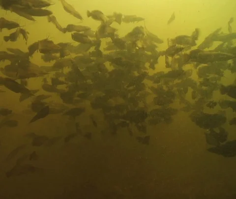 Fish in the swamp Stock Footage 109173110