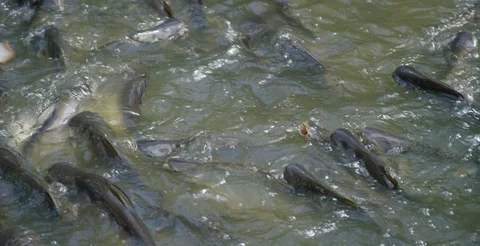 Fish Swarm for Bread at the Floating Market in Bangkok, Thailand. 스톡 동영상 87288043