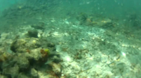 Fish swarm disperse Stock Footage 24326207