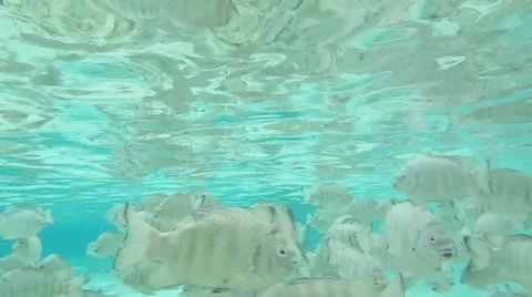 Fish Swarm Stock Footage 11226698