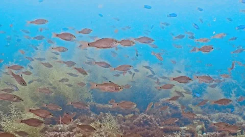 Fish swarm ida blue Stock Footage 336839945