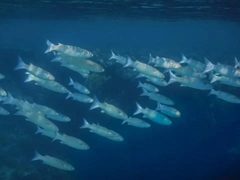Fish swarm near of the surface while diving Stock Photos