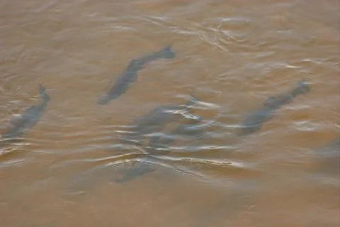 Fish swarm Stock Photos