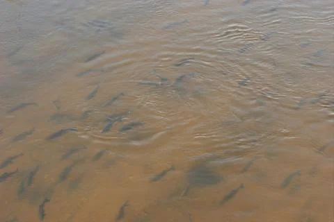 Fish swarm Stock Photos