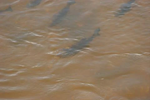 Fish swarm Stock Photos