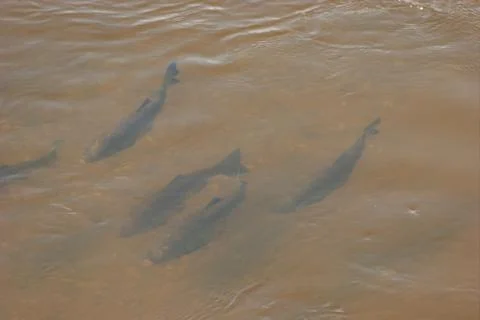 Fish swarm Stock Photos