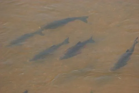 Fish swarm Stock Photos