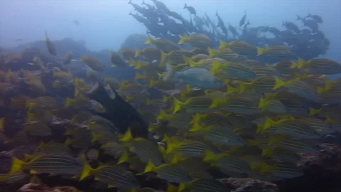 Fish swarm at reef while diving in galapagos Video stock 127243303