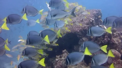 Fish swarm at reef while diving in galapagos Video stock 127244399