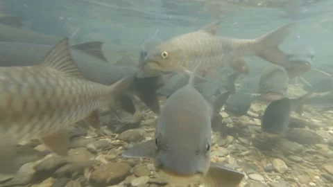 Fish swarm at river Stock-Footage 150170806