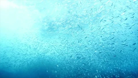 Fish swarming hd Stock Footage 237509021