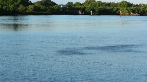 Fish swarming underwater forming a pattern Stock Footage 32186358