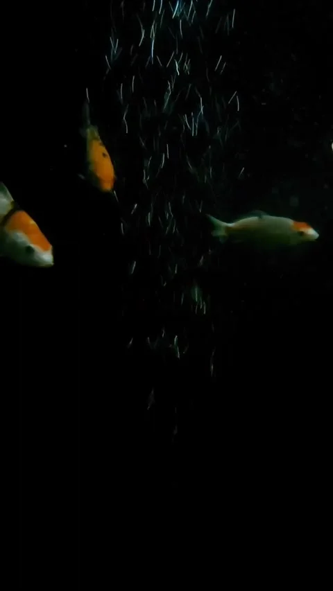 Fish swim among water bubbles Stock Footage 270561582
